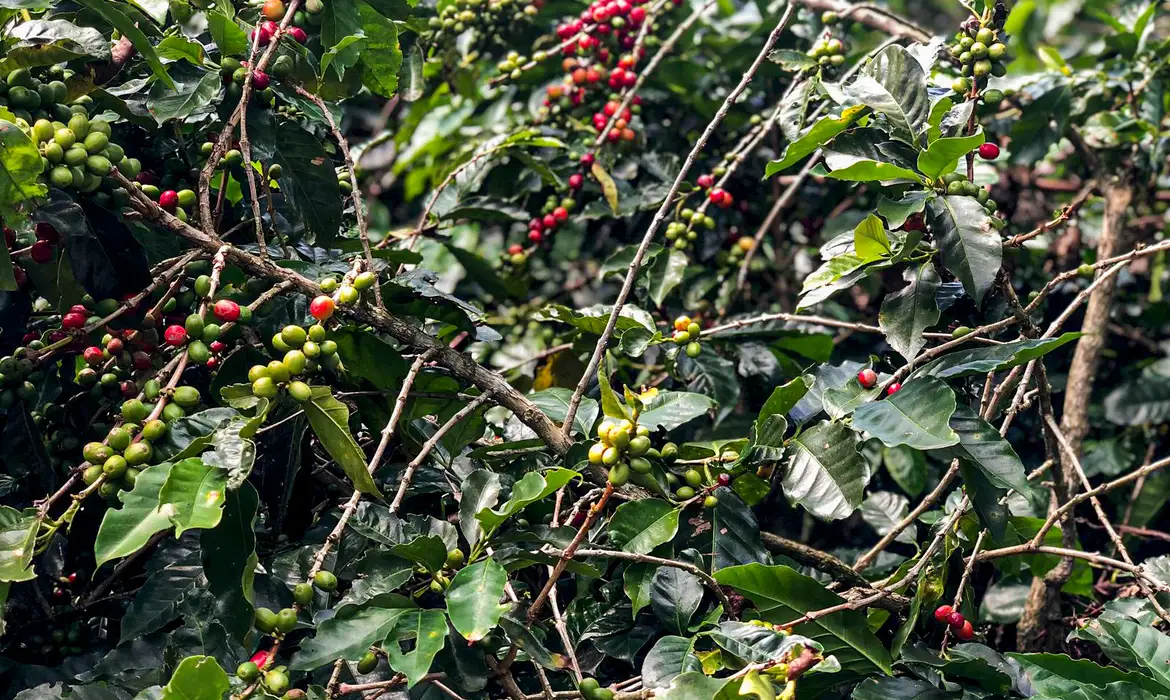 Safra de café no Brasil deve atingir 56 milhões de sacas em 2025